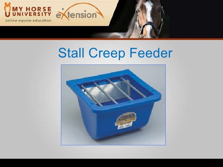 Weaning A Foal Skelly
