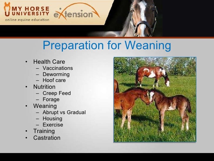 Weaning A Foal (Skelly)