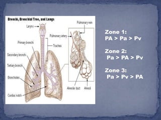 Zone 1:
PA > Pa > Pv

Zone 2:
Pa > PA > Pv

Zone 3:
Pa > Pv > PA
 