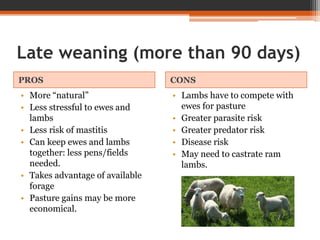 Late weaning (more than 90 days)
PROS CONS
• More “natural”
• Less stressful to ewes and
lambs
• Less risk of mastitis
• Can keep ewes and lambs
together: less pens/fields
needed.
• Takes advantage of available
forage
• Pasture gains may be more
economical.
• Lambs have to compete with
ewes for pasture
• Greater parasite risk
• Greater predator risk
• Disease risk
• May need to castrate ram
lambs.
 