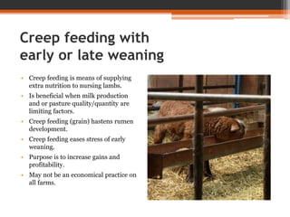 Creep feeding with
early or late weaning
• Creep feeding is means of supplying
extra nutrition to nursing lambs.
• Is beneficial when milk production
and or pasture quality/quantity are
limiting factors.
• Creep feeding (grain) hastens rumen
development.
• Creep feeding eases stress of early
weaning.
• Purpose is to increase gains and
profitability.
• May not be an economical practice on
all farms.
 