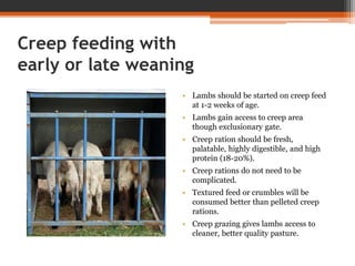 Creep feeding with
early or late weaning
• Lambs should be started on creep feed
at 1-2 weeks of age.
• Lambs gain access to creep area
though exclusionary gate.
• Creep ration should be fresh,
palatable, highly digestible, and high
protein (18-20%).
• Creep rations do not need to be
complicated.
• Textured feed or crumbles will be
consumed better than pelleted creep
rations.
• Creep grazing gives lambs access to
cleaner, better quality pasture.
 
