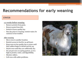 Recommendations for early weaning
EWES
1-2 weeks before weaning
• Remove protein from grain.
• Remove grain from diet.
• Switch to lower quality hay.
• One day prior to weaning: restrict water; be
cautious in hot weather.
After weaning
• Move ewes to another location.
• Restrict access to feed for 24-48 hours
• Keep ewes on low quality hay or straw until
their udders begin to shrink and dry up.
• Drylot ewes until they are sufficiently dry.
• Do not put ewes on spring pasture, as it is
high in protein, water, and digestibility.
• Monitor udders.
• Cull ewes with udder problems.
 