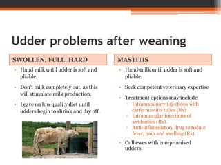 Udder problems after weaning
SWOLLEN, FULL, HARD MASTITIS
• Hand milk until udder is soft and
pliable.
• Don’t milk completely out, as this
will stimulate milk production.
• Leave on low quality diet until
udders begin to shrink and dry off.
• Hand-milk until udder is soft and
pliable.
• Seek competent veterinary expertise
• Treatment options may include
▫ Intramammary injections with
cattle mastitis tubes (Rx)
▫ Intramuscular injections of
antibiotics (Rx).
▫ Anti-inflammatory drug to reduce
fever, pain and swelling (Rx).
• Cull ewes with compromised
udders.
 