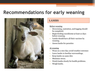 Recommendations for early weaning
LAMBS
Before weaning
• Deworming, castration, and tagging should
be completed.
• Begin feeding coccidiostat at least 21 days
before weaning.
• Lambs should have all their vaccines by
weaning.
• Assess lambs for parasites
At weaning
• Wean on a nice day; avoid weather extremes
• Leave lambs in familiar surroundings.
• Keep lambs on same diet.
• Minimize stress.
• Watch lambs closely for health problems.
• Weigh lambs.
 