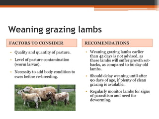 Weaning grazing lambs
FACTORS TO CONSIDER RECOMENDATIONS
• Quality and quantity of pasture.
• Level of pasture contamination
(worm larvae).
• Necessity to add body condition to
ewes before re-breeding.
• Weaning grazing lambs earlier
than 45 days is not advised, as
these lambs will suffer growth set-
backs, as compared to 60 day old
lambs.
• Should delay weaning until after
90 days of age, if plenty of clean
grazing is available.
• Regularly monitor lambs for signs
of parasitism and need for
deworming.
 