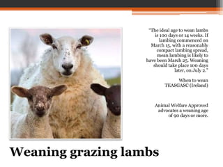 “The ideal age to wean lambs
is 100 days or 14 weeks. If
lambing commenced on
March 15, with a reasonably
compact lambing spread,
mean lambing is likely to
have been March 25. Weaning
should take place 100 days
later, on July 2.”
When to wean
TEASGASC (Ireland)
Animal Welfare Approved
advocates a weaning age
of 90 days or more.
Weaning grazing lambs
 