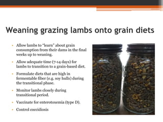Weaning grazing lambs onto grain diets
• Allow lambs to “learn” about grain
consumption from their dams in the final
weeks up to weaning.
• Allow adequate time (7-14 days) for
lambs to transition to a grain-based diet.
• Formulate diets that are high in
fermentable fiber (e.g. soy hulls) during
the transitional phase.
• Monitor lambs closely during
transitional period.
• Vaccinate for enterotoxemia (type D).
• Control coccidiosis
 
