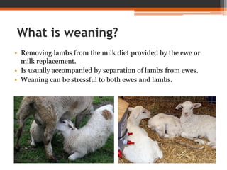 What is weaning?
• Removing lambs from the milk diet provided by the ewe or
milk replacement.
• Is usually accompanied by separation of lambs from ewes.
• Weaning can be stressful to both ewes and lambs.
 
