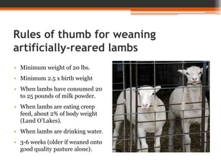 Rules of thumb for weaning
artificially-reared lambs
• Minimum weight of 20 lbs.
• Minimum 2.5 x birth weight
• When lambs have consumed 20
to 25 pounds of milk powder.
• When lambs are eating creep
feed, about 2% of body weight
(Land O’Lakes).
• When lambs are drinking water.
• 3-6 weeks (older if weaned onto
good quality pasture alone).
 