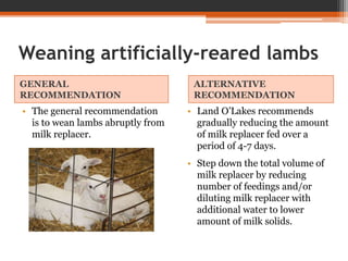 Weaning artificially-reared lambs
GENERAL
RECOMMENDATION
ALTERNATIVE
RECOMMENDATION
• The general recommendation
is to wean lambs abruptly from
milk replacer.
• Land O’Lakes recommends
gradually reducing the amount
of milk replacer fed over a
period of 4-7 days.
• Step down the total volume of
milk replacer by reducing
number of feedings and/or
diluting milk replacer with
additional water to lower
amount of milk solids.
 