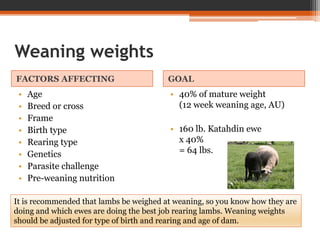 Weaning weights
FACTORS AFFECTING GOAL
• Age
• Breed or cross
• Frame
• Birth type
• Rearing type
• Genetics
• Parasite challenge
• Pre-weaning nutrition
• 40% of mature weight
(12 week weaning age, AU)
• 160 lb. Katahdin ewe
x 40%
= 64 lbs.
It is recommended that lambs be weighed at weaning, so you know how they are
doing and which ewes are doing the best job rearing lambs. Weaning weights
should be adjusted for type of birth and rearing and age of dam.
 