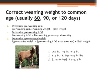 Correct weaning weight to common
age (usually 60, 90, or 120 days)
1. Determine pre-weaning gain
Pre-weaning gain = weaning weight – birth weight
2. Determine pre-weaning ADG
Pre-weaning ADG = Pre-weaning gain ÷ age at weaning
3. Determine age-corrected weight
Age corrected weight = (pre-weaning ADG x common age) + birth weight
1) 70.0 lbs. – 8.5 lbs. = 61.5 lbs.
2) 61.5 lbs. ÷ 82 days = 0.75 lbs./day
3) [0.75 x 60 days] + 8.5 = 53.5 lbs.
 