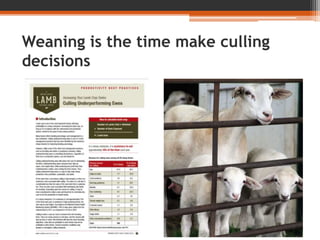 Weaning is the time make culling
decisions
 