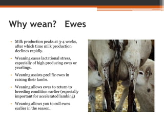 Why wean? Ewes
• Milk production peaks at 3-4 weeks,
after which time milk production
declines rapidly.
• Weaning eases lactational stress,
especially of high producing ewes or
yearlings.
• Weaning assists prolific ewes in
raising their lambs.
• Weaning allows ewes to return to
breeding condition earlier (especially
important for accelerated lambing)
• Weaning allows you to cull ewes
earlier in the season.
 