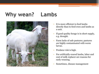 Why wean? Lambs
• It is more efficient to feed lambs
directly than to feed ewes and lambs as
a unit.
• If good quality forage is in short supply,
e.g. drought.
• Farm lacks of safe pastures; pastures
are highly contaminated with worm
larvae.
• Predator risk is high.
• For artificially-reared lambs, labor and
cost of milk replacer are reasons for
early weaning.
• Sometimes, disease management
 