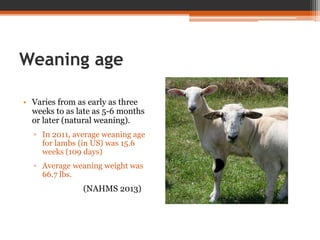 Weaning age
• Varies from as early as three
weeks to as late as 5-6 months
or later (natural weaning).
▫ In 2011, average weaning age
for lambs (in US) was 15.6
weeks (109 days)
▫ Average weaning weight was
66.7 lbs.
(NAHMS 2013)
 