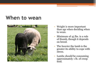 When to wean
• Weight is more important
than age when deciding when
to wean.
• Minimum of 45 lbs. is a rule
of thumb, though it depends
on breed.
• The heavier the lamb is the
greater its ability to cope with
stress.
• Lambs should be consuming
approximately 1 lb. of creep
feed.
 