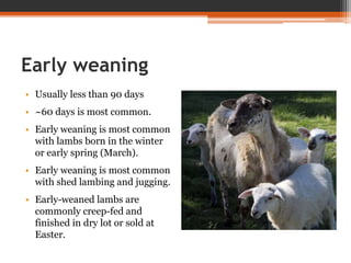 Early weaning
• Usually less than 90 days
• ~60 days is most common.
• Early weaning is most common
with lambs born in the winter
or early spring (March).
• Early weaning is most common
with shed lambing and jugging.
• Early-weaned lambs are
commonly creep-fed and
finished in dry lot or sold at
Easter.
 