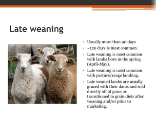 Late weaning
• Usually more than 90 days
• ~120 days is most common.
• Late weaning is most common
with lambs born in the spring
(April-May).
• Late weaning is most common
with pasture/range lambing.
• Late weaned lambs are usually
grazed with their dams and sold
directly off of grass or
transitioned to grain diets after
weaning and/or prior to
marketing.
 