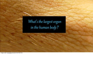 What’s the largest organ
                                                   in the human body?




Image credit: Furryscale (license:CC BY-SA 2.0)
 