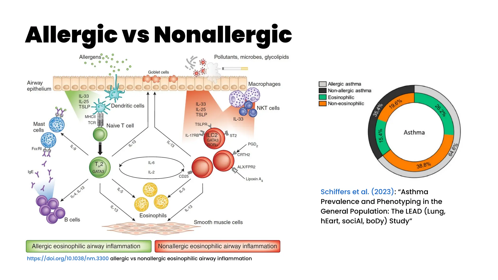 Allergic vs Nonallergic
https://doi.org/10.1038/nm.3300 allergic vs nonallergic eosinophilic airway inflammation
Schiffers et al. (2023): “Asthma
Prevalence and Phenotyping in the
General Population: The LEAD (Lung,
hEart, sociAl, boDy) Study”
 