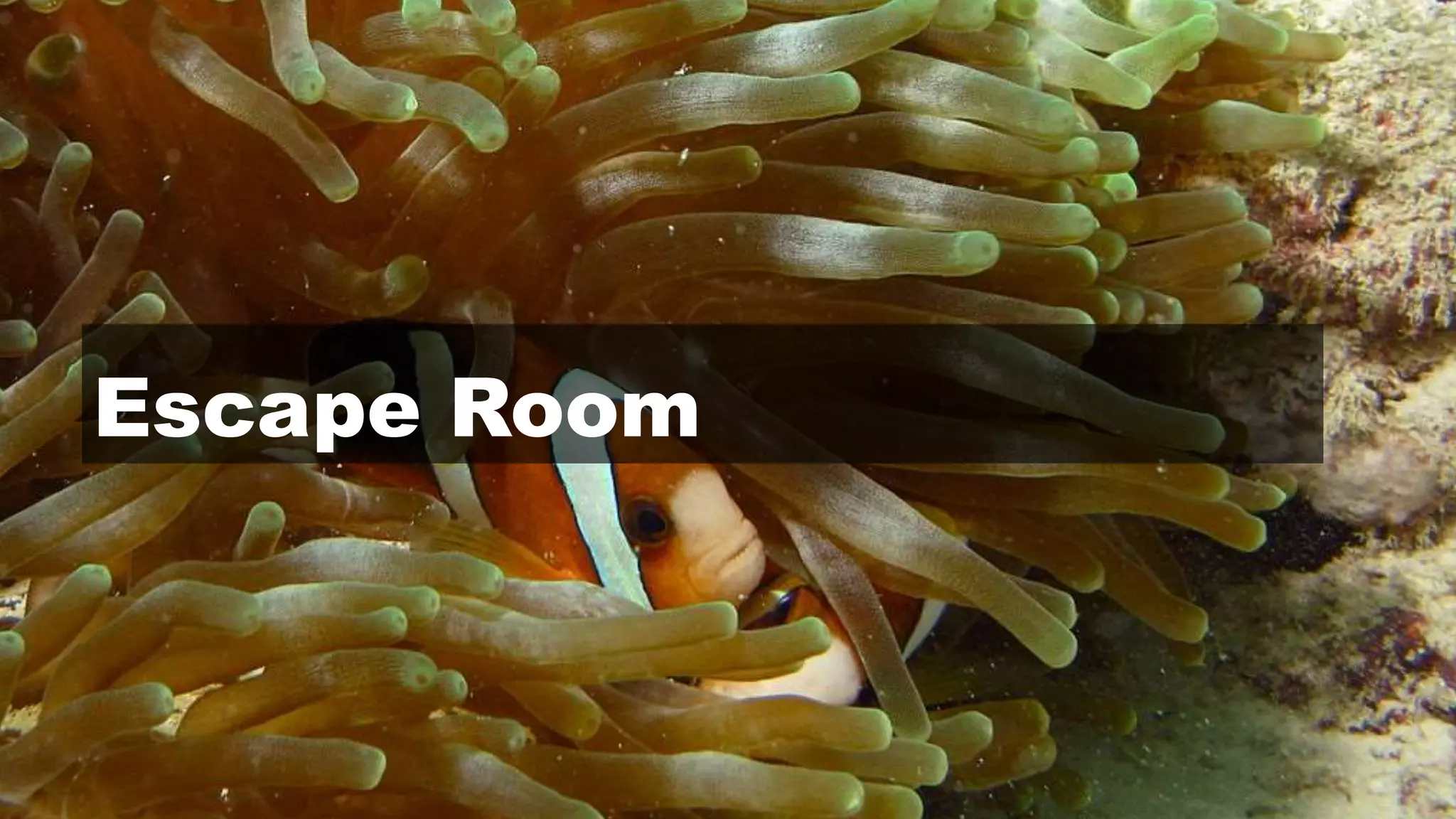 © 2019 Ben Woelk
Escape Room
 