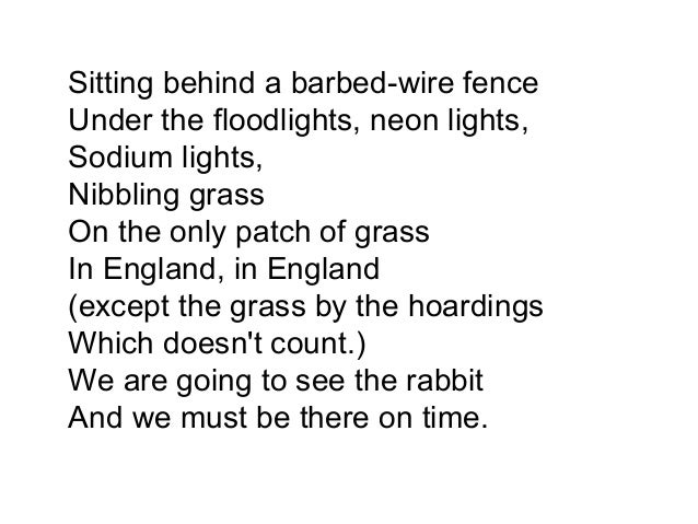 We are going to see the rabbit essay image