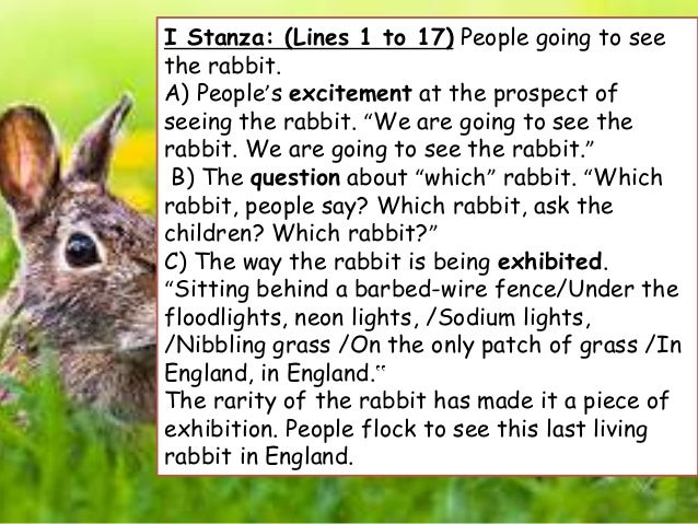 We are going to see the rabbit teleskola image