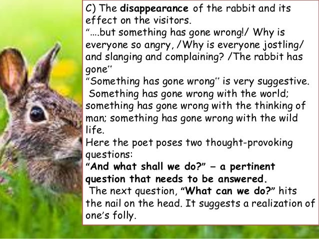 We are going to see the rabbit question answer image
