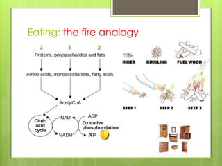 Eating: the fire analogy
1 23
 
