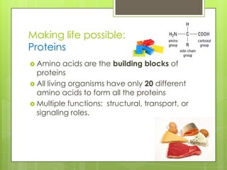 Making life possible:
Proteins
 Amino acids are the building blocks of
proteins
 All living organisms have only 20 different
amino acids to form all the proteins
 Multiple functions: structural, transport, or
signaling roles.
 