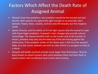 Missy Stickney- Weasel | PPT