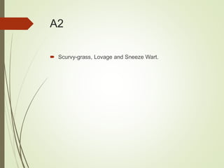 A2
 Scurvy-grass, Lovage and Sneeze Wart.
 