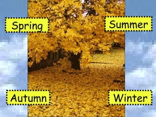 Spring Summer Autumn Winter 
