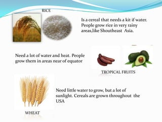 RICE

                                  Is a cereal that needs a kit if water.
                                  People grow rice in very rainy
                                  areas,like Shoutheast Asia.




Need a lot of water and heat. People
grow them in areas near of equator

                                             TROPICAL FRUITS



                     Need little water to grow, but a lot of
                     sunlight. Cereals are grown throughout the
                     USA

     WHEAT
 