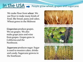 In the USA                 People grow wheat, grapes and sugarcane

  We make flour from wheat. We
  use flour to make many kinds of
  food, like bread, pasta and cakes.
  Wheat grows in the Midwest


 Grapevines produce grapes.
 We eat grapes. We also
 make grape juice and wine
 from grapes. Grapes grow in
 California and the
 Northwest.

  Sugarcane produces sugar. Sugar
  is used to sweeten cakes, drinks
  and candy. Sugarcane growns in
  the Southeast.
 