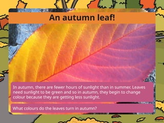 Weather Spring, Summer, Autumn, Winter.pptx