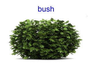 bush