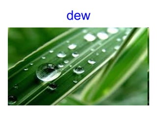 dew
 