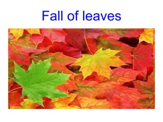 Fall of leaves