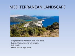 MEDITERRANEAN LANDSCAPE




Evergreen trees: holm oak, cork oaks, pines…
Bushes: thyme, rosemary, lavender…
Soil. Fertile
Fauna: rabbits, pigs, eagles…
 