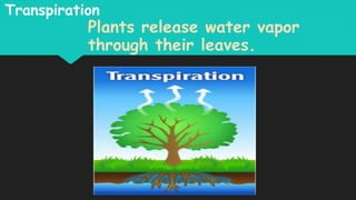 Transpiration
Plants release water vapor
through their leaves.
 
