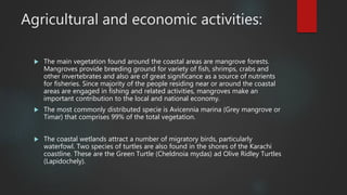 Agricultural and economic activities:
 The main vegetation found around the coastal areas are mangrove forests.
Mangroves provide breeding ground for variety of fish, shrimps, crabs and
other invertebrates and also are of great significance as a source of nutrients
for fisheries. Since majority of the people residing near or around the coastal
areas are engaged in fishing and related activities, mangroves make an
important contribution to the local and national economy.
 The most commonly distributed specie is Avicennia marina (Grey mangrove or
Timar) that comprises 99% of the total vegetation.
 The coastal wetlands attract a number of migratory birds, particularly
waterfowl. Two species of turtles are also found in the shores of the Karachi
coastline. These are the Green Turtle (Cheldnoia mydas) ad Olive Ridley Turtles
(Lapidochely).
 