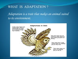 WHAT IS ADAPTATION ?
Adaptation is a trait that makes an animal suited
to its environment.
 