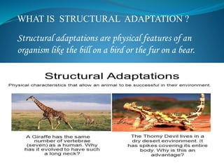 WHAT IS STRUCTURAL ADAPTATION ?
Structural adaptations are physical features of an
organism like the bill on a bird or the fur on a bear.
 