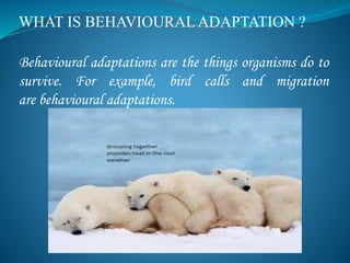 WHAT IS BEHAVIOURALADAPTATION ?
Behavioural adaptations are the things organisms do to
survive. For example, bird calls and migration
are behavioural adaptations.
 