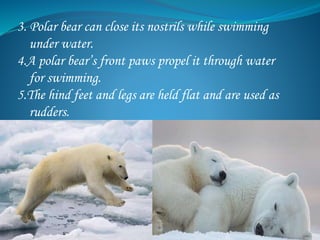 3. Polar bear can close its nostrils while swimming
under water.
4.A polar bear’s front paws propel it through water
for swimming.
5.The hind feet and legs are held flat and are used as
rudders.
 