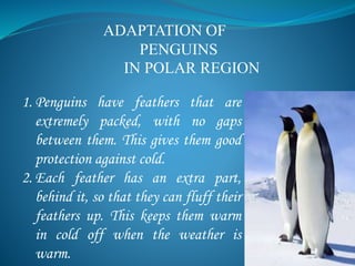 ADAPTATION OF
PENGUINS
IN POLAR REGION
1. Penguins have feathers that are
extremely packed, with no gaps
between them. This gives them good
protection against cold.
2. Each feather has an extra part,
behind it, so that they can fluff their
feathers up. This keeps them warm
in cold off when the weather is
warm.
 