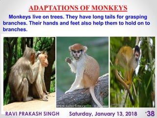 Weather, climate and adaptations of animals class-7 | PPT